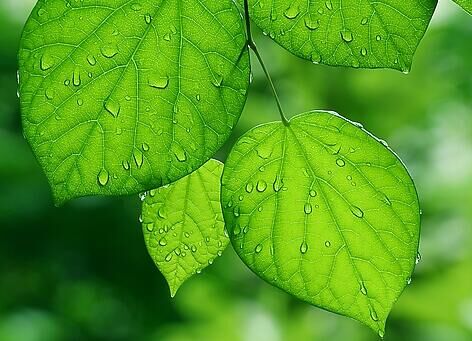 痛風吃什么藥效果最好,痛風吃什么藥好得快 痛風吃什么藥效果最好,痛風吃什么藥好得快