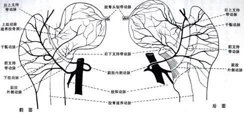 股骨頭壞死該怎么吃藥，股骨頭壞死該吃什么藥物