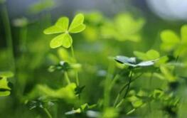 芪明顆粒效果怎么樣，芪明顆粒怎么吃