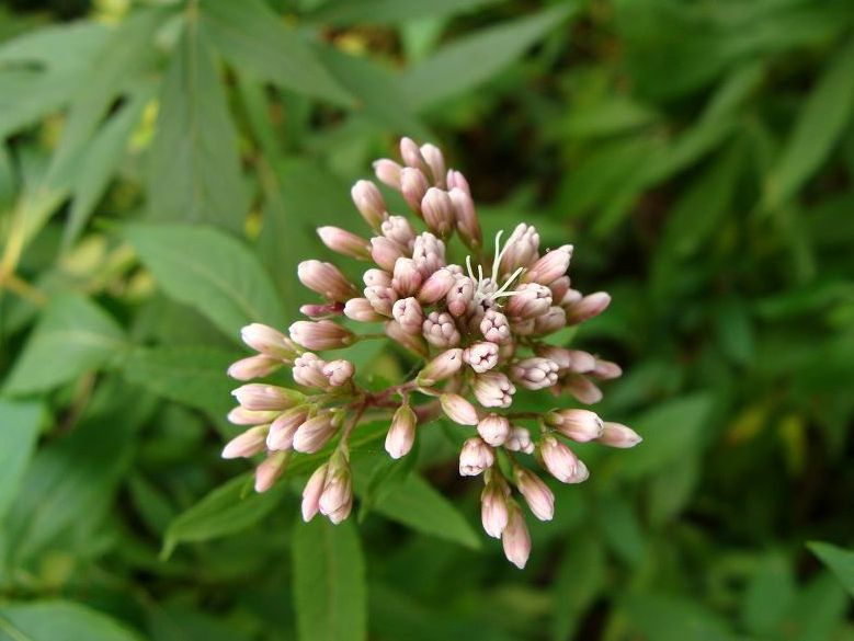 風濕性骨關節炎的飲食，骨關節炎的飲食禁忌