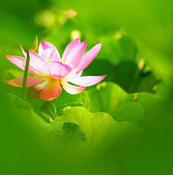 魚鱗皮膚病的治療方法，參歸潤燥搽劑效果怎么樣