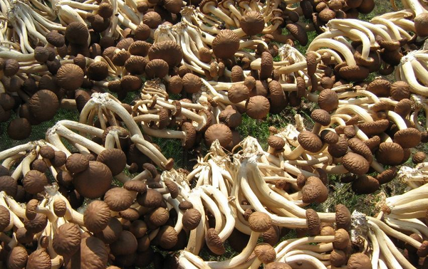 早泄吃萬艾可有用嗎,萬艾可劑量