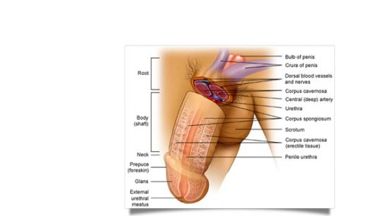 治療陽痿早泄用什么藥,陽痿的危險因素