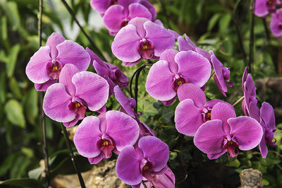 伊索佳硫酸氨基葡萄糖膠囊副作用，服用伊索佳注意事項