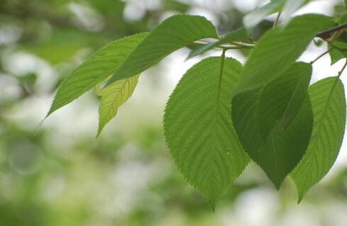 腿上有魚鱗皮怎么辦，吃什么藥能治魚鱗病