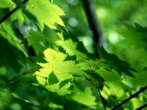 治療魚鱗病吃什么藥好，魚鱗皮膚病的治療方法