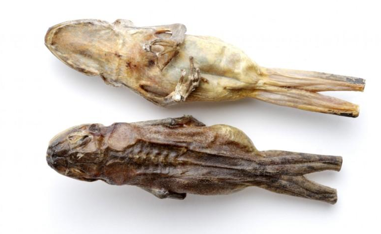 早泄吃萬艾可有用嗎,萬艾可劑量