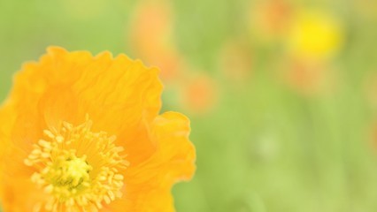 服用伊索佳注意事項(xiàng)，伊索佳飲食注意