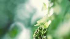 伊索佳硫酸氨基葡萄糖膠囊副作用，服用伊索佳注意事項