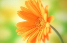 魚鱗病注意事項，參歸潤燥搽劑使用注意什么