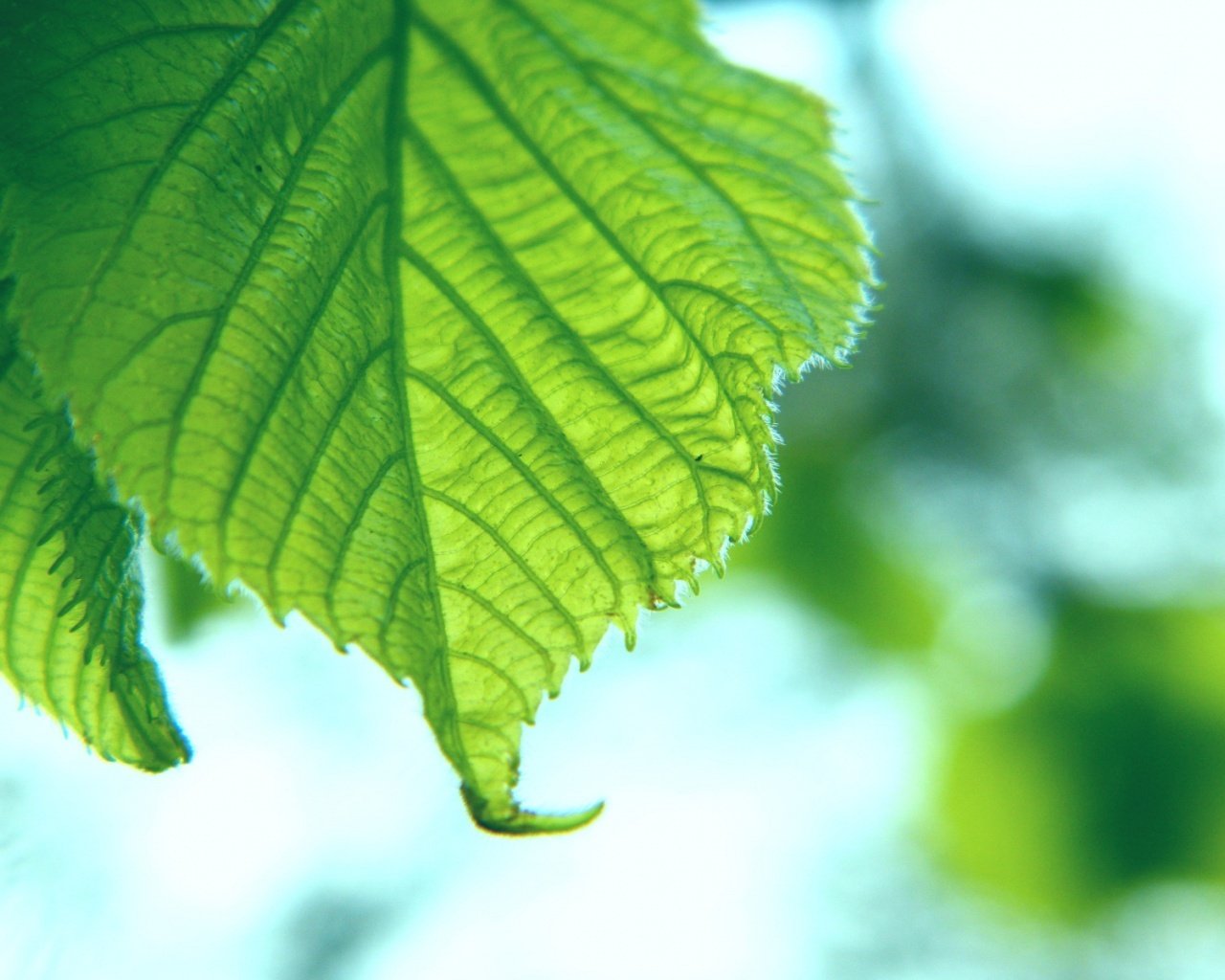 痛風吃什么藥效果最好,痛風吃什么藥好得快