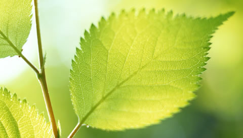 參歸潤燥搽劑使用注意什么，魚鱗病治療時注意哪些