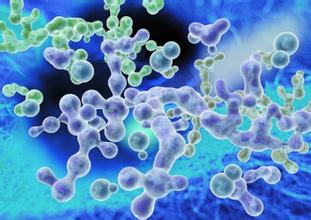 邁之靈優(yōu)惠，哪里有賣邁之靈