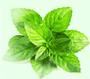 痛風吃什么藥,痛風吃什么藥效果最好