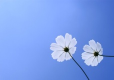 奧利司他副作用，奧利司他減肥效果如何