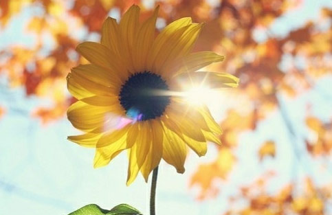 魚鱗皮膚病的治療方法，參歸潤燥搽劑怎么樣