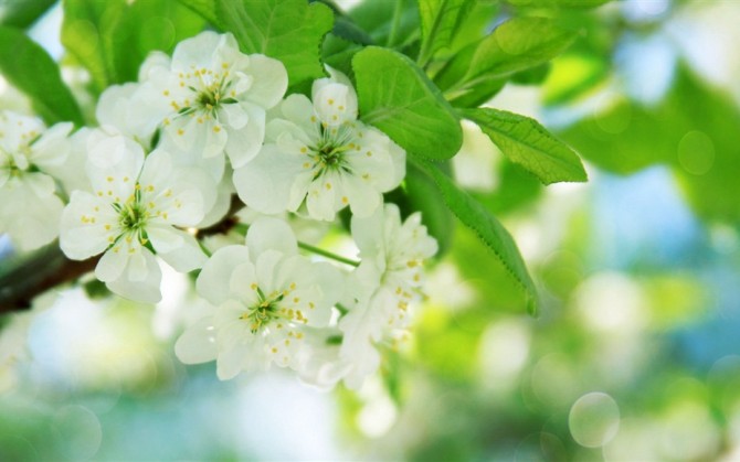 阿斯美效果怎么樣，阿斯美膠囊說明書