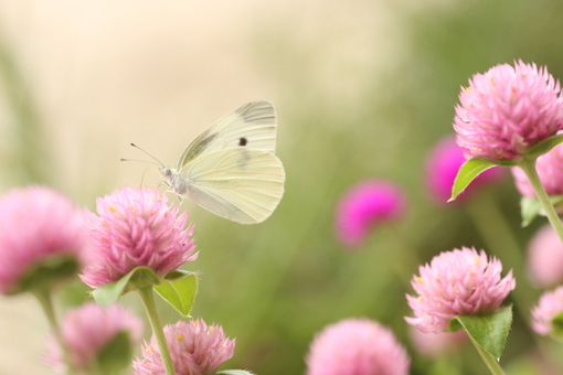 福美欣效果怎么樣，吃福美欣需要注意什么