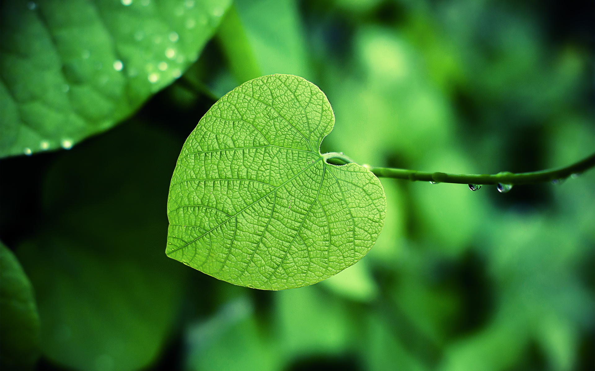 芪明顆粒效果怎么樣，芪明顆粒怎么吃