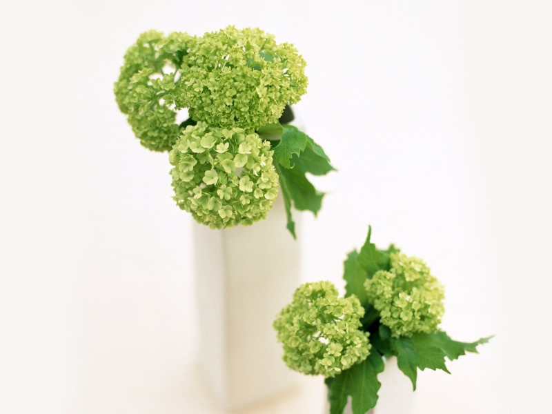 魚鱗病治療時注意哪些，魚鱗病飲食注意什么