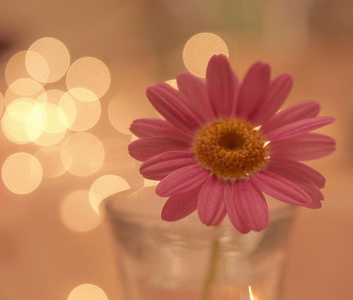 硫酸氨基葡萄糖片副作用，服用保節力注意事項