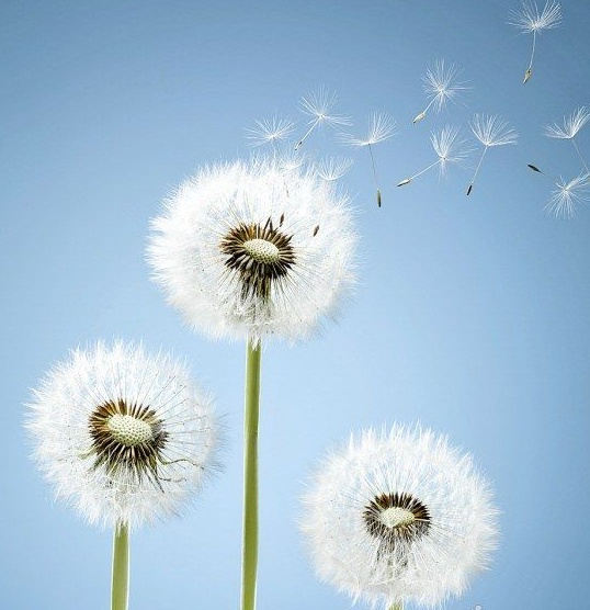 枸櫞酸西地那非片成份，枸櫞酸西地那非國產(chǎn)