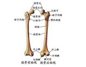 通絡生骨膠囊，通絡生骨膠囊的效果