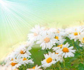  妥塞敏副作用，妥塞敏用量