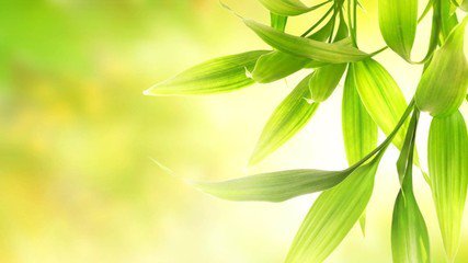 膏藥過敏，好及施使用注意