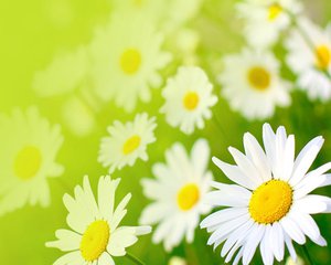 奧利司他副作用，奧利司他效果