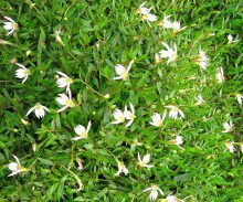 妥塞敏是處方藥嗎，妥塞敏不良反應(yīng)