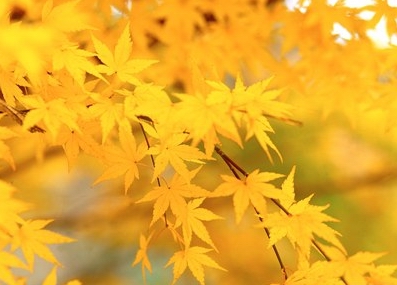 服用保節力注意事項，骨關節炎的飲食禁忌 